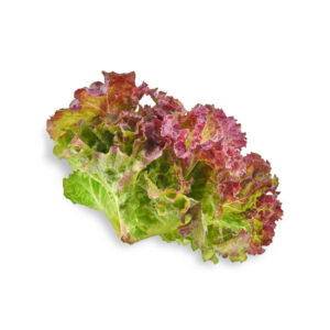 種子套裝 – 8 個種植苗囊 (紅生菜)