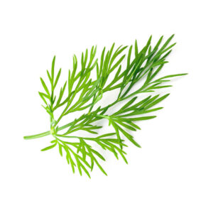 種子套裝 – 8 個種植苗囊 (刁草)