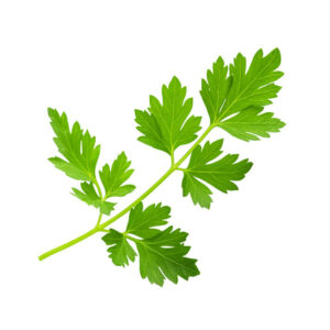 種子套裝 – 8 個種植苗囊 (洋芫荽)
