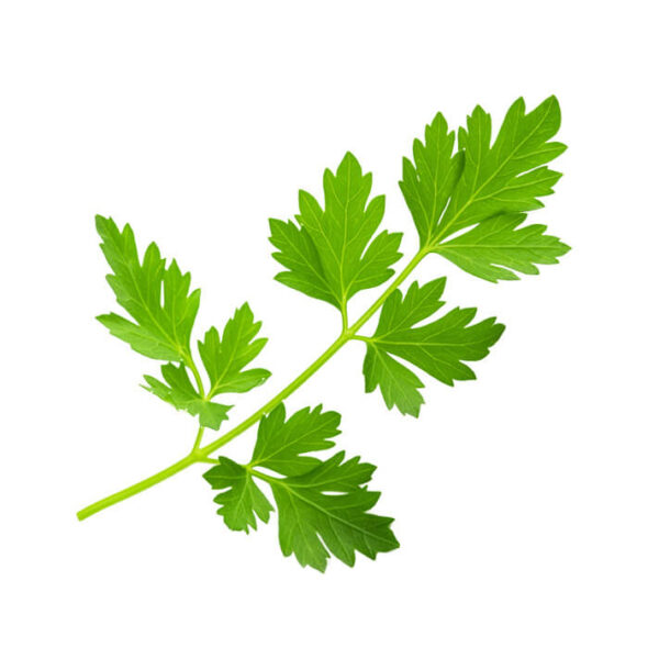 種子套裝 – 8 個種植苗囊 (洋芫荽)