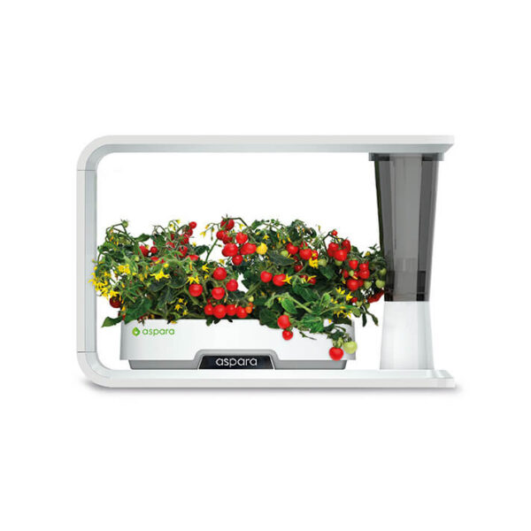 種子套裝 – 8 個種植苗囊 (車厘茄) - Image 4