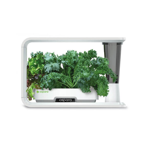 種子套裝 – 8 個種植苗囊 (羽衣甘藍) - Image 5